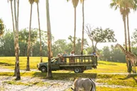 Tampa Serengeti Safari Tour 30 Min thumbnail 3
