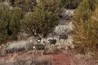 Sedona Wildlife Safari by Jeep at Sunrise thumbnail 6