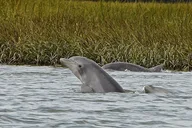 Hilton Head Boat and Kayak Adventure thumbnail 6