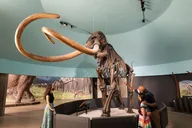 Los Angeles La Brea Tar Pits Excavator Tour 2 hr thumbnail 1