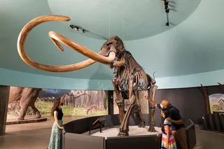 Los Angeles La Brea Tar Pits Excavator Tour 2 hr