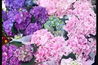 NYC Flower District Walking Tour thumbnail 3