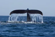 Icy Strait Whale Watching Adventure thumbnail 5