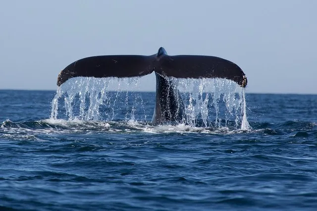 Icy Strait Whale Watching Adventure - Image 5