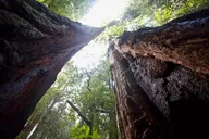 San Francisco Muir Woods and Sausalito Tour with Cruise thumbnail 5