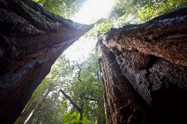 San Francisco Muir Woods and Sausalito Tour with Cruise - Image 5