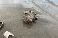 Charleston Morris Island Boat Excursion thumbnail 5