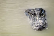 Miami Everglades Airboat Gator Spotting Tour thumbnail 4