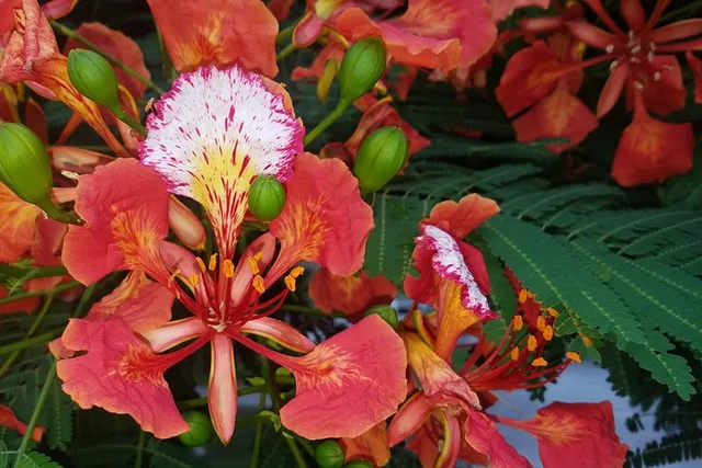 Key West Walking Tour - Image 3