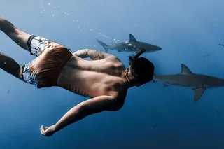Oahu Shark Dive