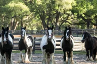 Ocala Gypsy Gold Horse Farm Tour thumbnail 6