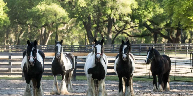 Ocala Gypsy Gold Horse Farm Tour - Image 6