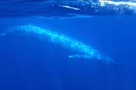 San Diego Snorkel Adventure thumbnail 6