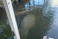 Crystal River Manatee Boat Tour thumbnail 3