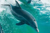 St Pete Beach Dolphin Eco Boat Tour thumbnail 1
