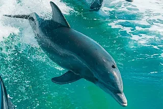 St Pete Beach Dolphin Eco Boat Tour