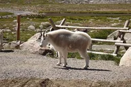 Denver Rocky Mountain National Park Private Day Tour thumbnail 2