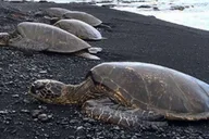 Hilo Sea Turtle Lagoon and Black Sand Beach Snorkel thumbnail 3