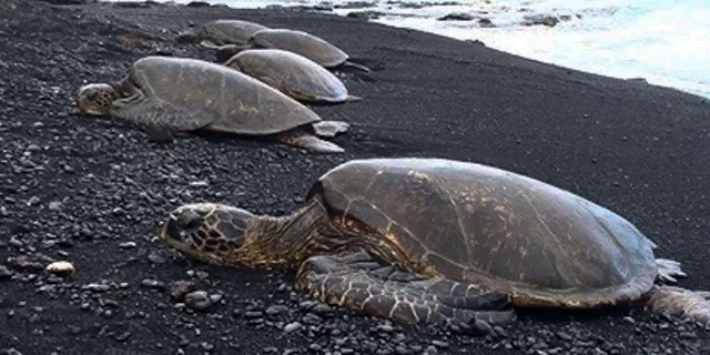 Hilo Sea Turtle Lagoon and Black Sand Beach Snorkel - Image 3