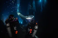 Hawaii Manta Night Dive and Snorkel 3 hr thumbnail 5