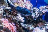 Long Beach Aquarium of the Pacific Skip-the-Line Entry thumbnail 3