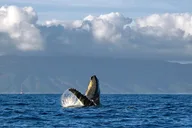 Maui Whale Watch Cruise Aboard Malolo thumbnail 1