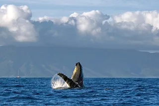 Maui Whale Watch Cruise Aboard Malolo