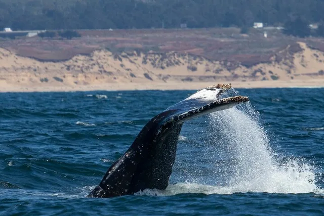 Monterey Whale Watching Tour at Sunset - Image 4