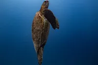 Waikiki Turtle Canyon Snorkel & Cruise thumbnail 3
