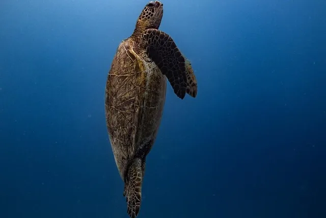 Waikiki Turtle Canyon Snorkel & Cruise - Image 3