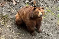 Sitka Scenic Private Tour thumbnail 3