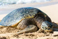 Oahu Circle Island Tour with Snorkeling thumbnail 6