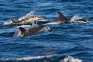 Hilton Head Scenic Cruise with Buffet thumbnail 3