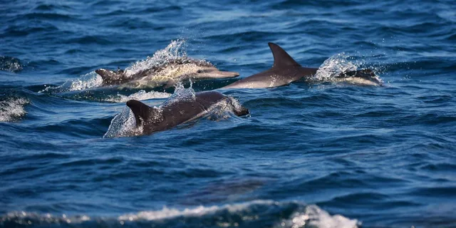 Hilton Head Scenic Cruise with Buffet - Image 3