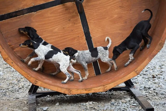 Skagway Musher's Camp and Gold Panning Adventure - Image 2