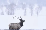 Jackson 4-Day Grand Teton & Yellowstone Winter Tour thumbnail 5
