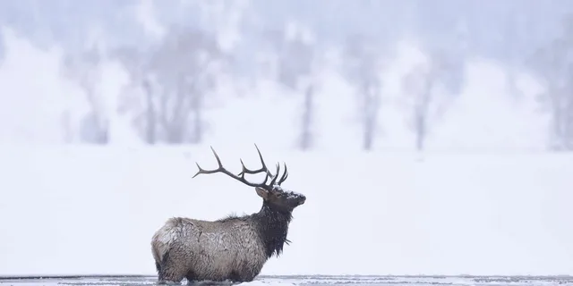Jackson 4-Day Grand Teton & Yellowstone Winter Tour - Image 5