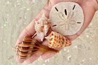Marco Island Shelling and Dolphin Excursion thumbnail 4