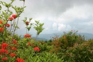 Gatlinburg Smoky Mountain Guided Hike thumbnail 2