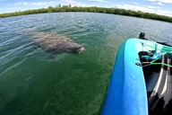 Sarasota Pedal Kayak Tour thumbnail 4