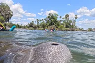 Crystal River Manatee Snorkeling Tour thumbnail 4