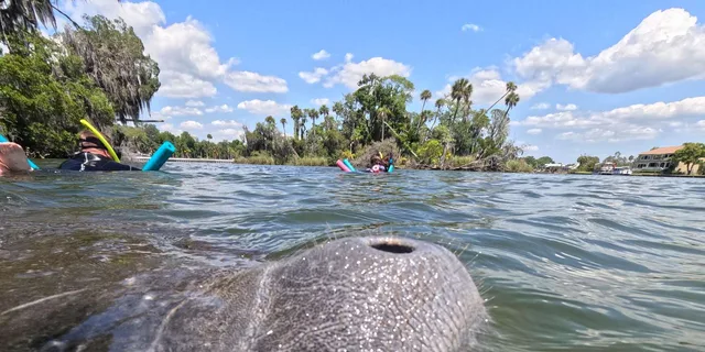Crystal River Manatee Snorkeling Tour - Image 4