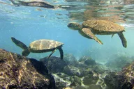 Kona Coast Snorkeling Tour with Lunch 4.5 hr thumbnail 2