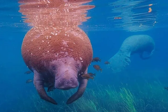 Crystal River Manatee Snorkel Tour with Free Photos - Image 4