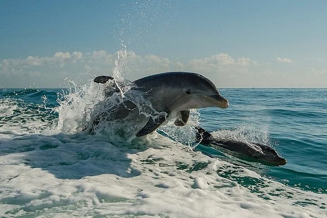 Clearwater Beach Dolphin Excursion 1.5 hr - Image 6