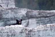 Girdwood Bears, Trains, and Icebergs Tour thumbnail 5