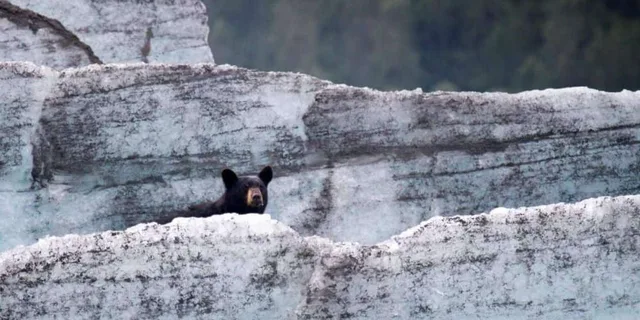 Girdwood Bears, Trains, and Icebergs Tour - Image 5