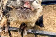 Hutto KuneKune Pig Farm Tour 45 min thumbnail 3