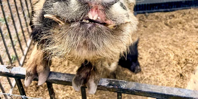 Hutto KuneKune Pig Farm Tour 45 min - Image 3