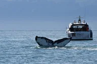 Private Whale Watch in Your Own Yacht 4 hr thumbnail 3